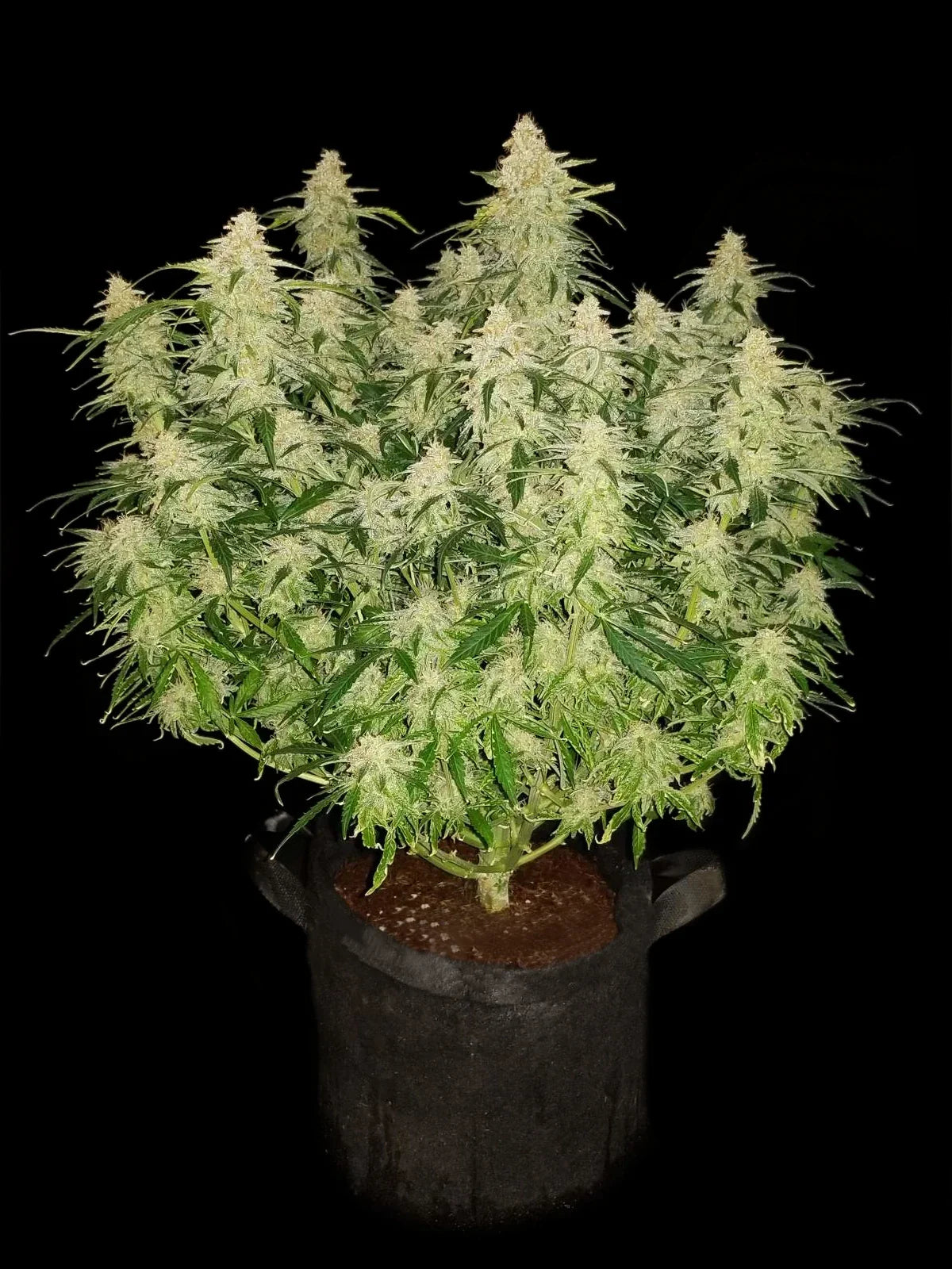 Graines de Gorilla Auto by FastBuds