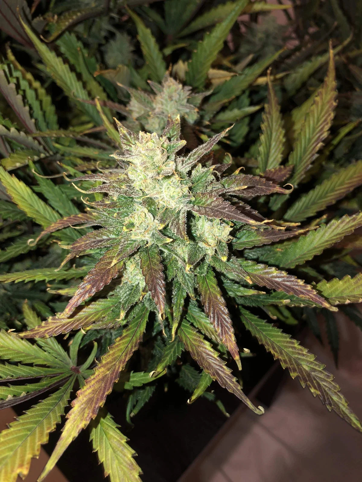 Graines de Gorilla Auto by FastBuds