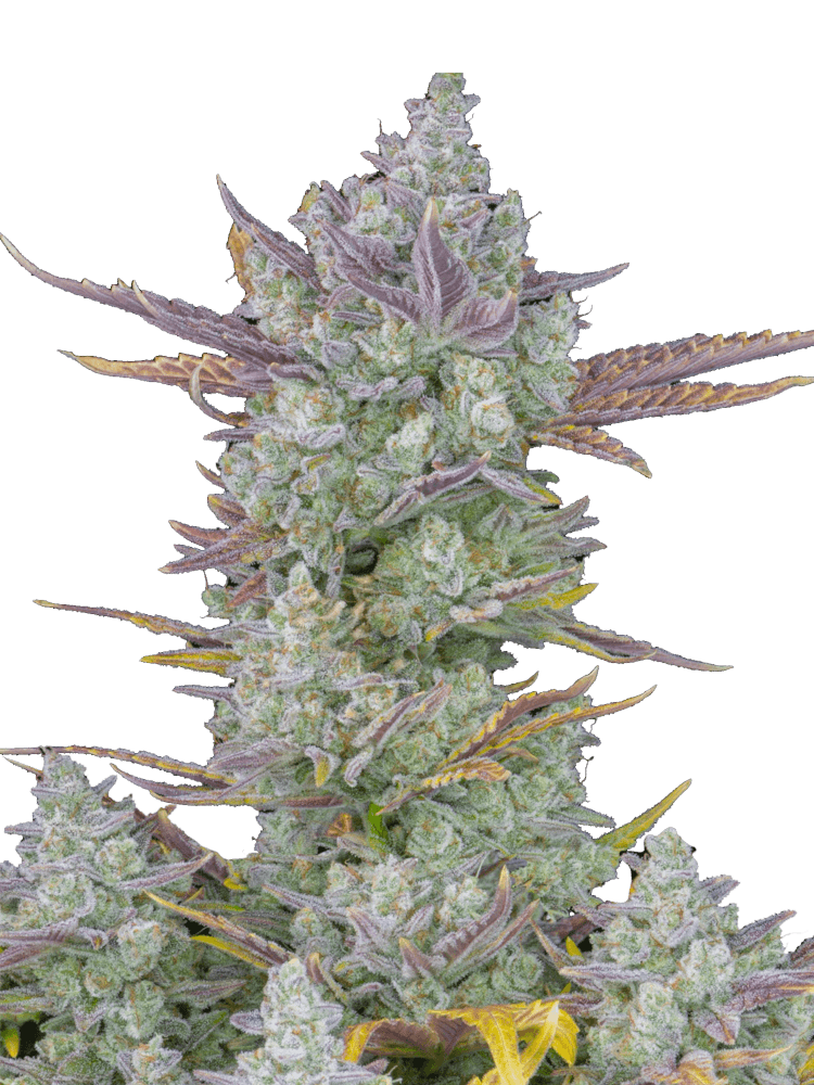 Graines de Gorilla Cookies Auto by FastBuds