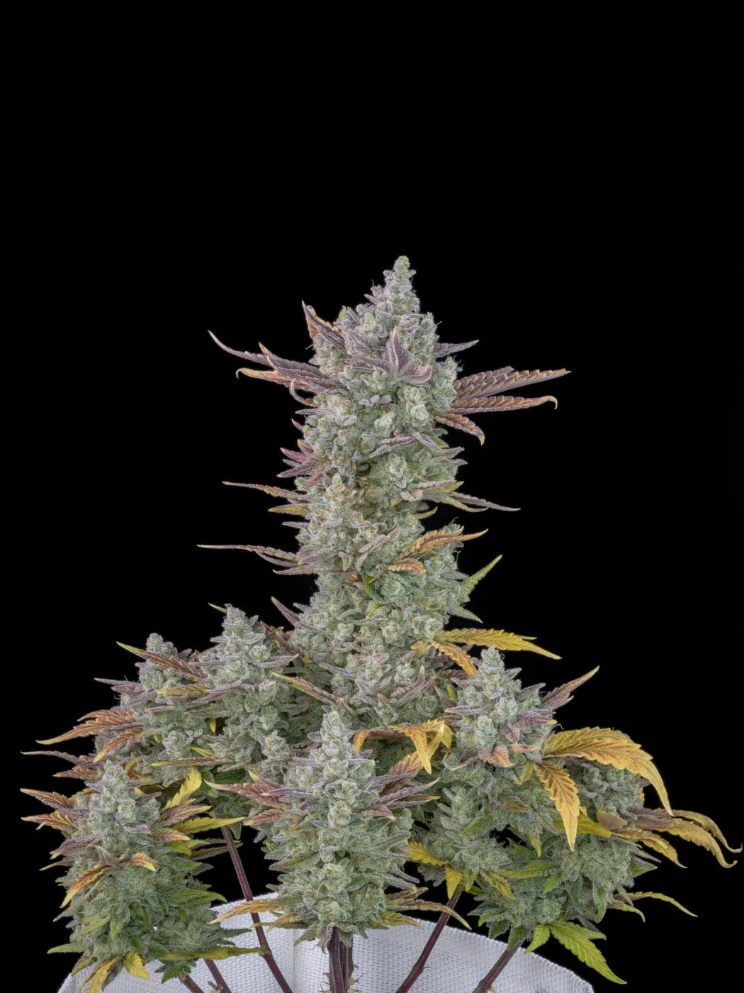 Graines de Gorilla Cookies Auto by FastBuds