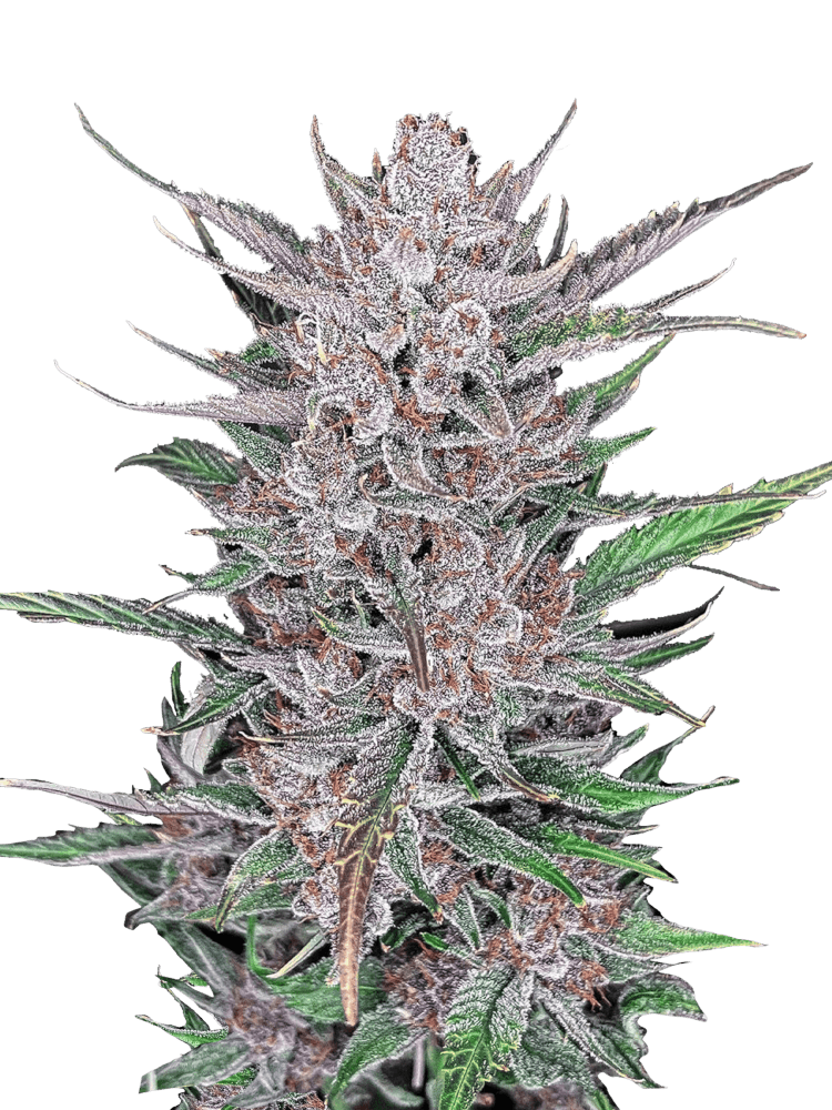 Graines de Gorilla Punch Auto by FastBuds