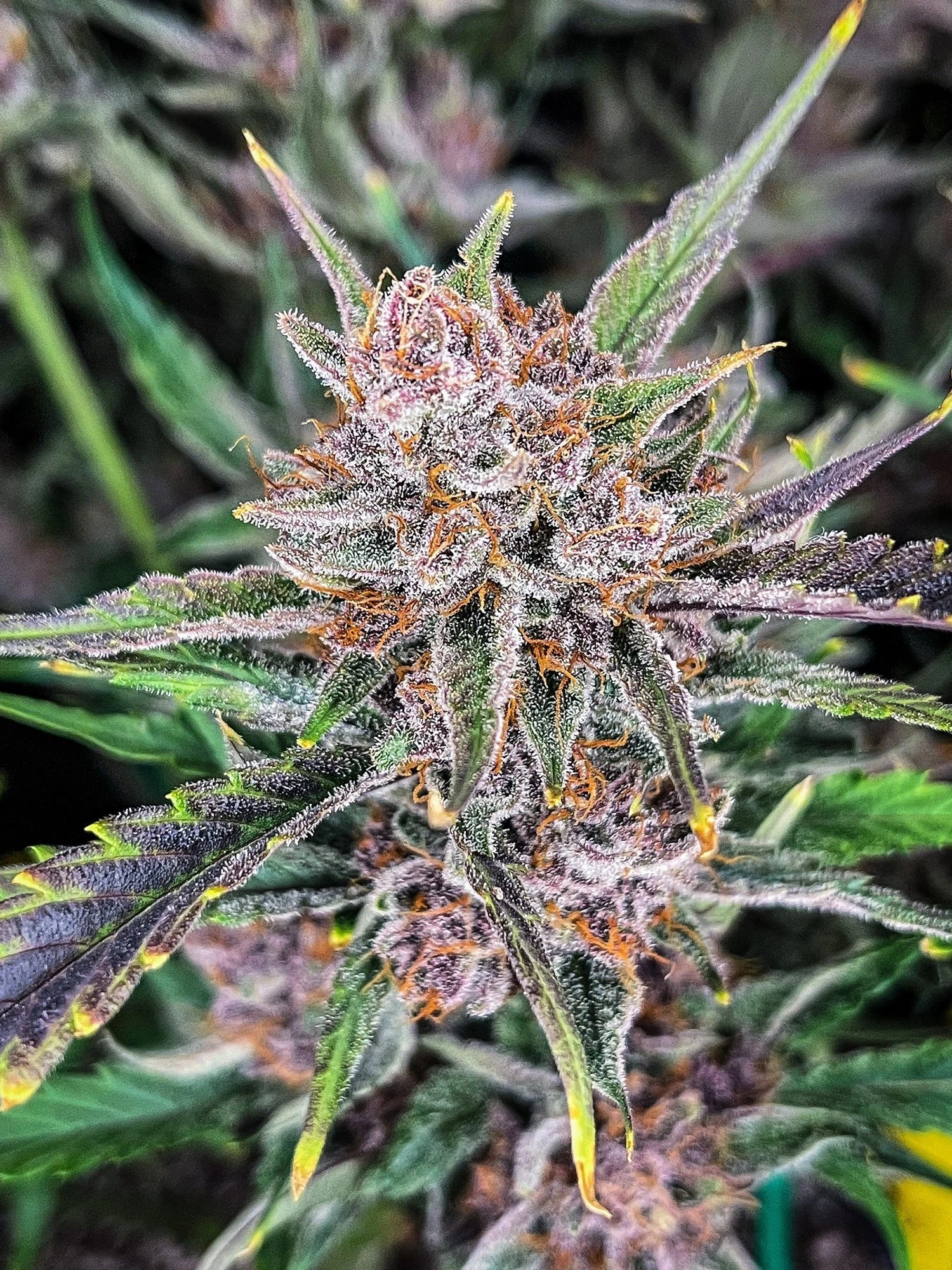 Graines de Gorilla Punch Auto by FastBuds