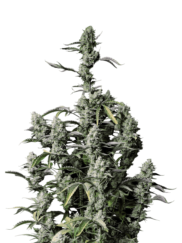 Graines de Gorilla Zkittlez Auto by FastBuds