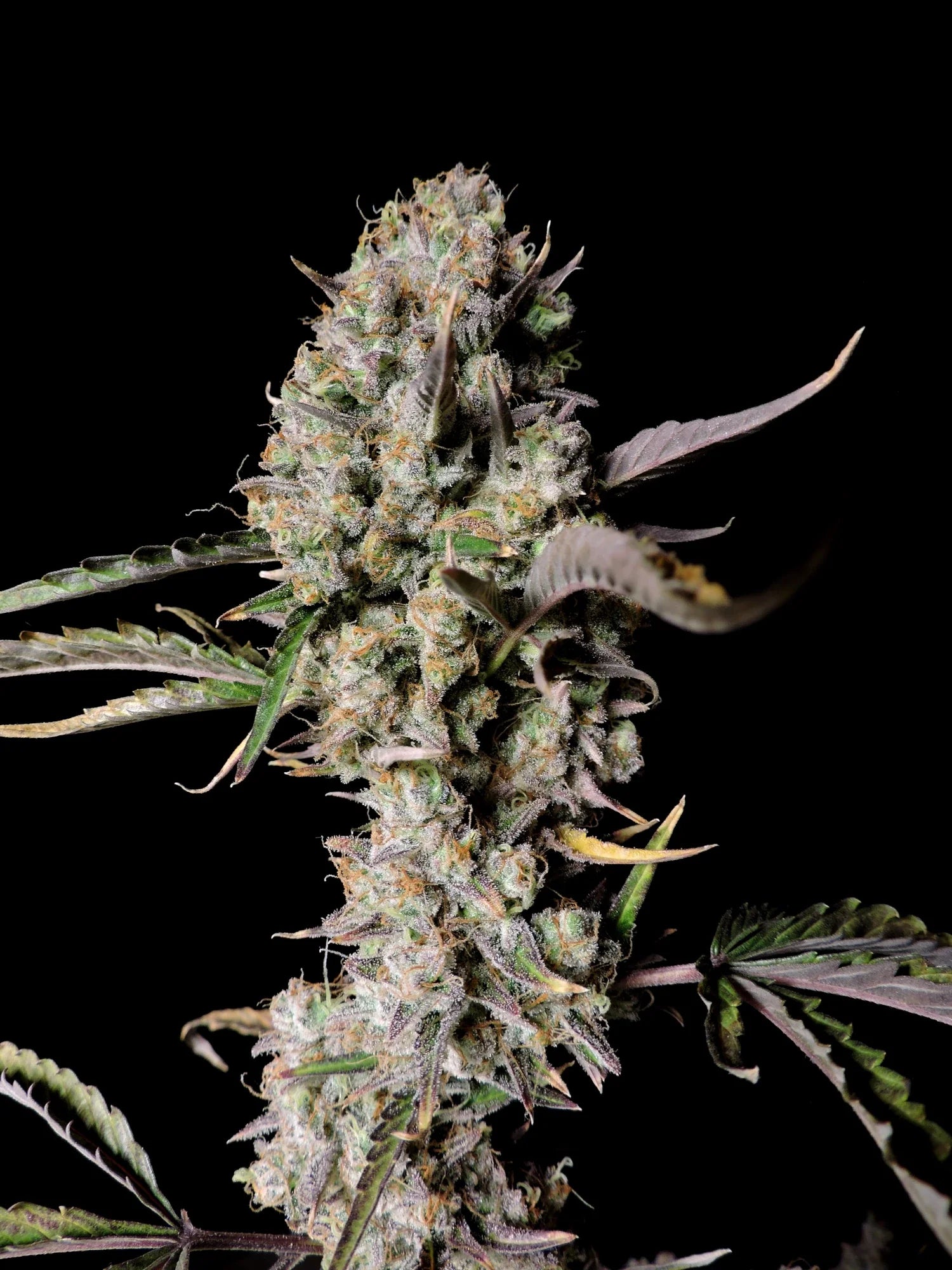 Graines de Gorilla Zkittlez Auto by FastBuds