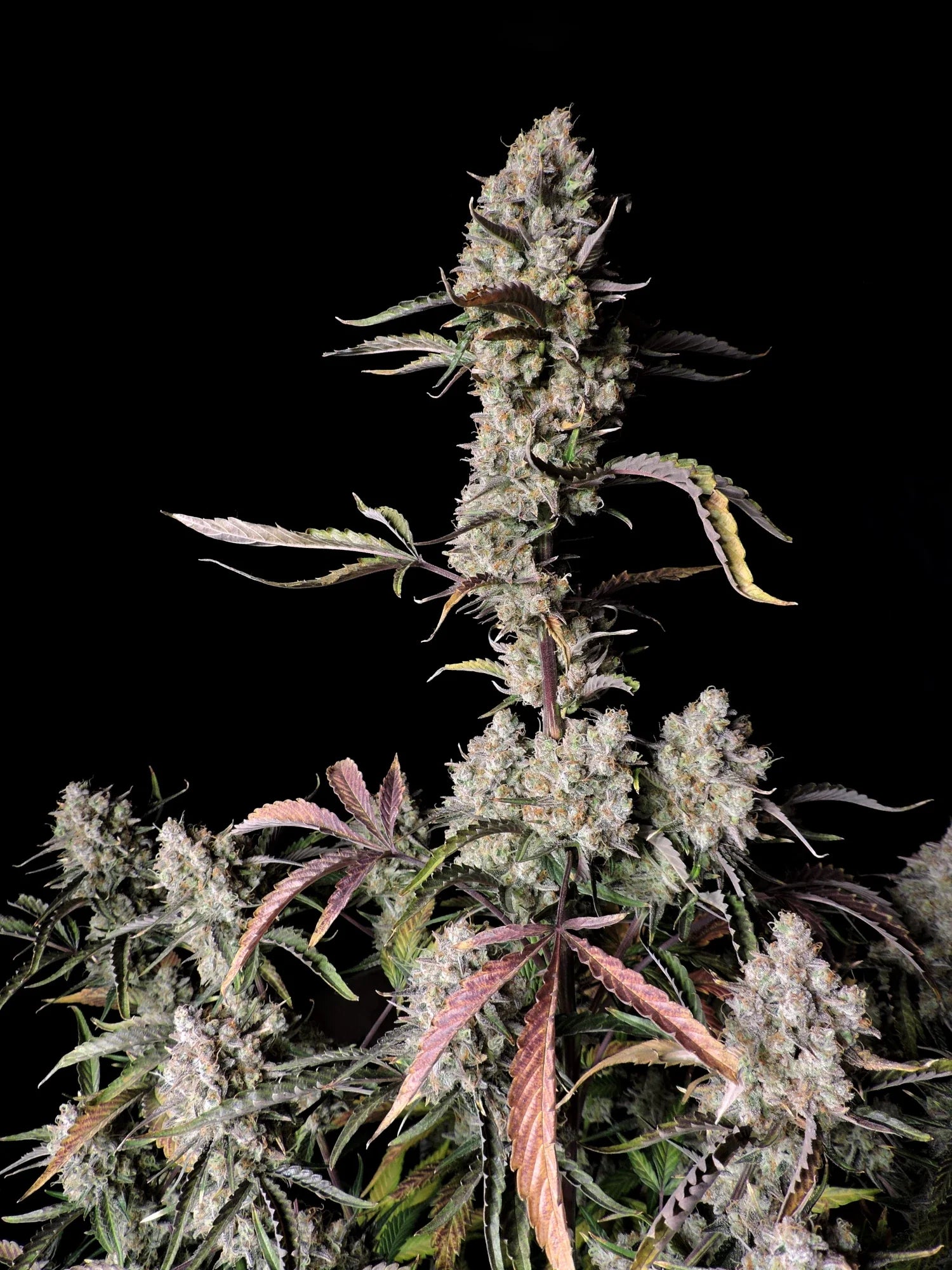 Graines de Gorilla Zkittlez Auto by FastBuds