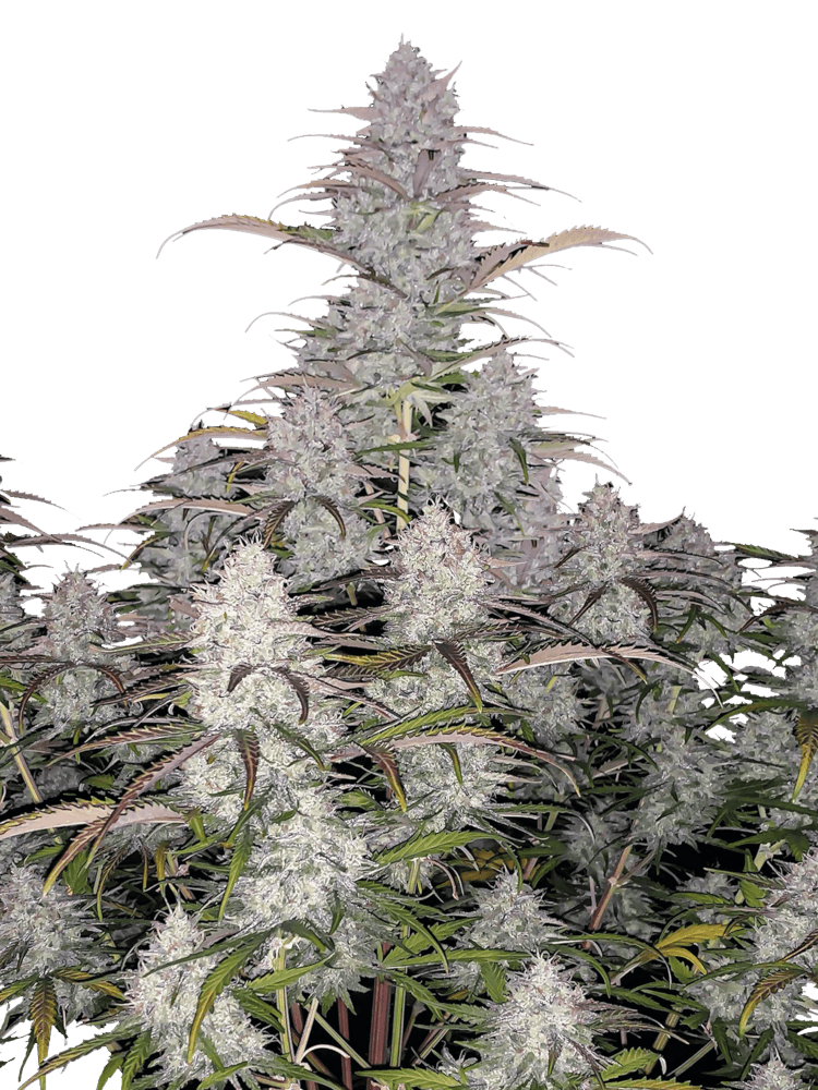 Graines de Green Crack Auto by FastBuds