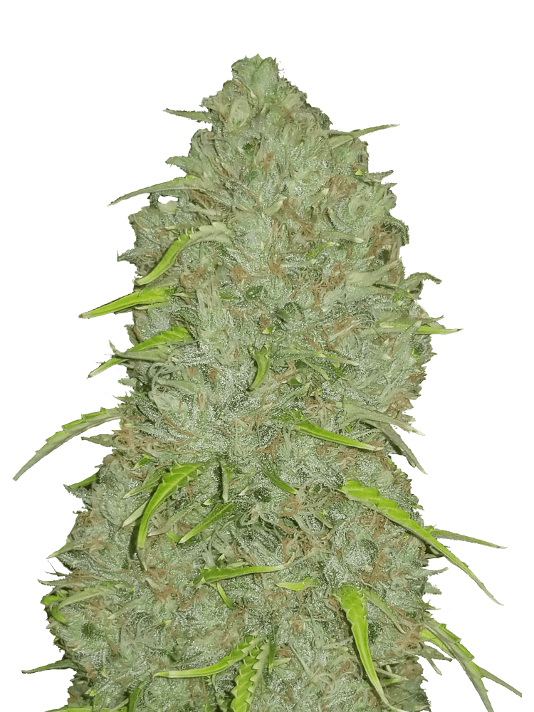 Graines de Jack Herer Auto by FastBuds