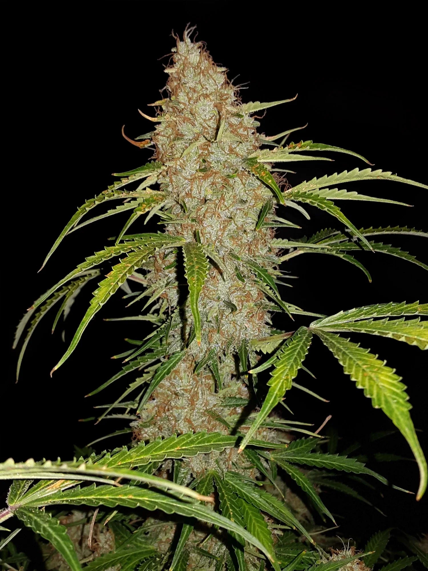 Graines de Jack Herer Auto by FastBuds