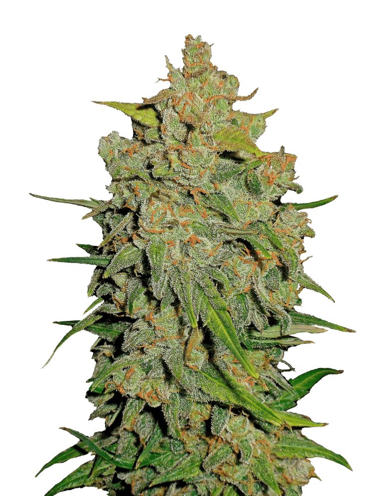 Graines de Lemon AK Auto by FastBuds