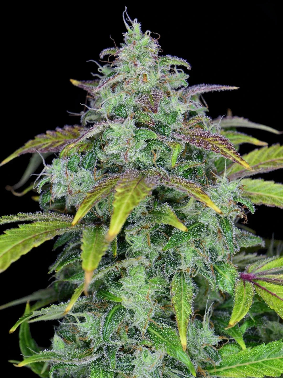 Graines de Lemon AK Auto by FastBuds