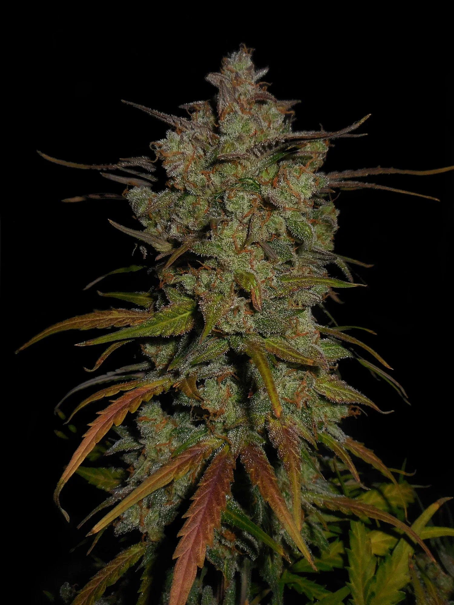 Graines de Lemon AK Auto by FastBuds