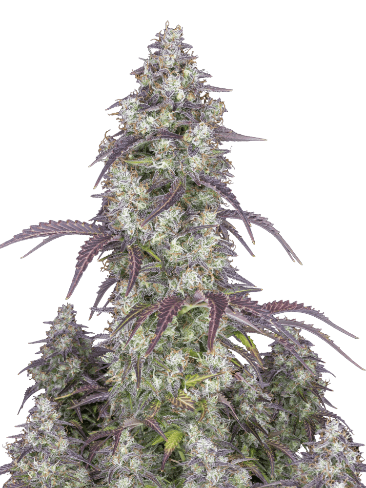 Graines de Lemon Pie Auto by FastBuds