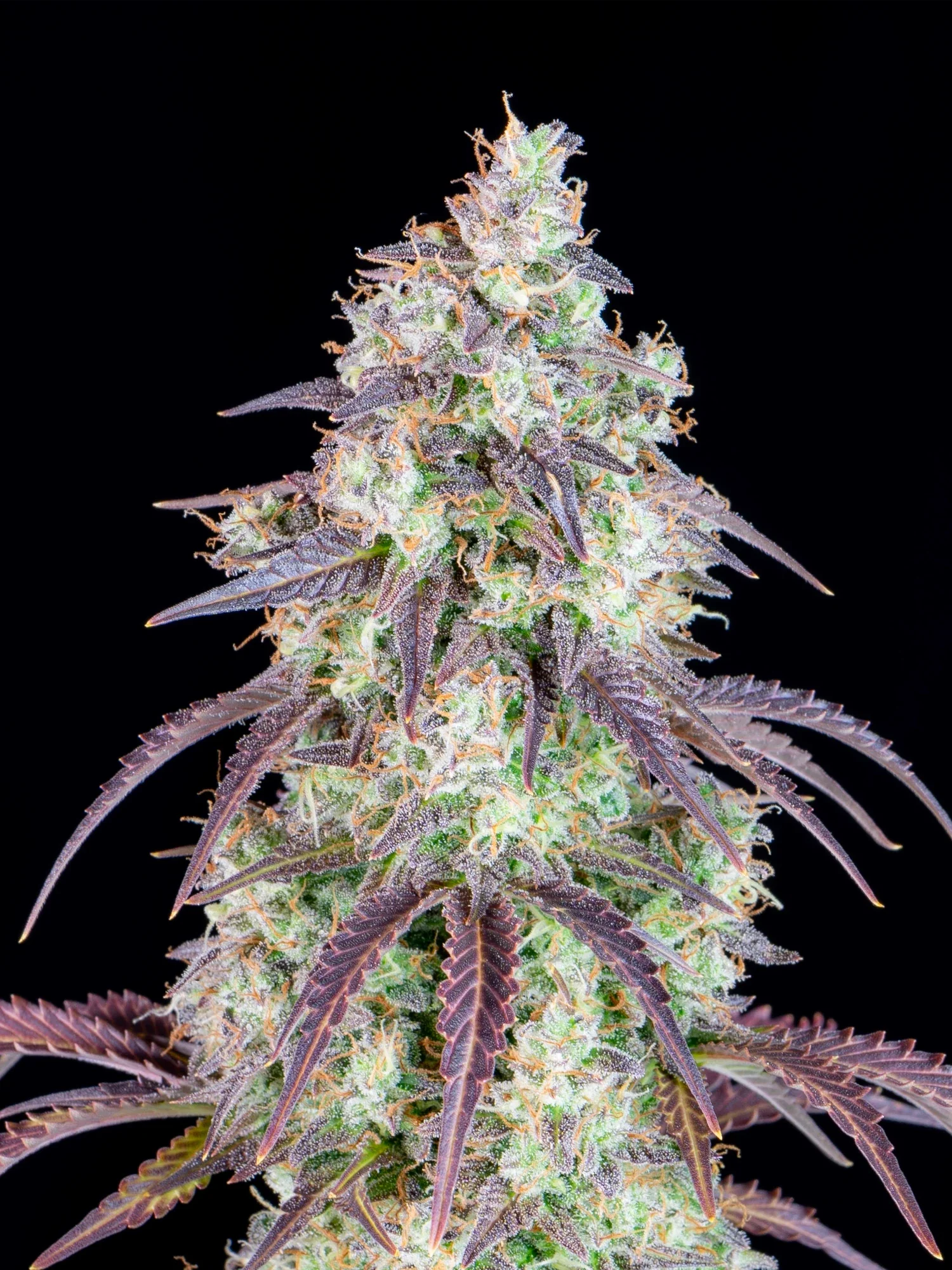 Graines de Lemon Pie Auto by FastBuds