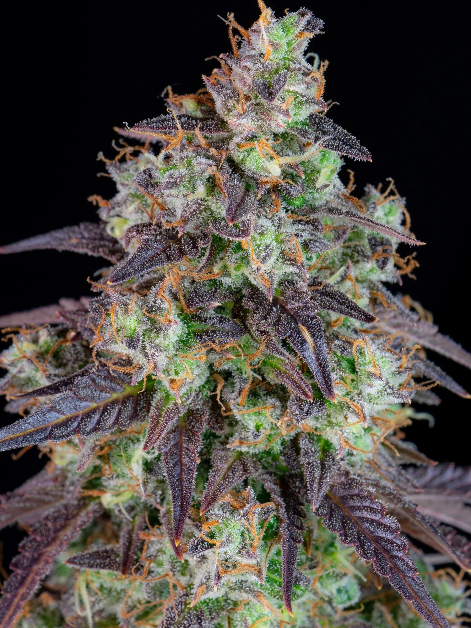 Graines de Lemon Pie Auto by FastBuds