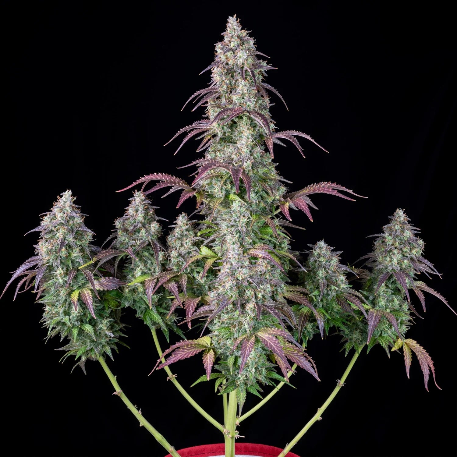 Graines de Lemon Pie Auto by FastBuds