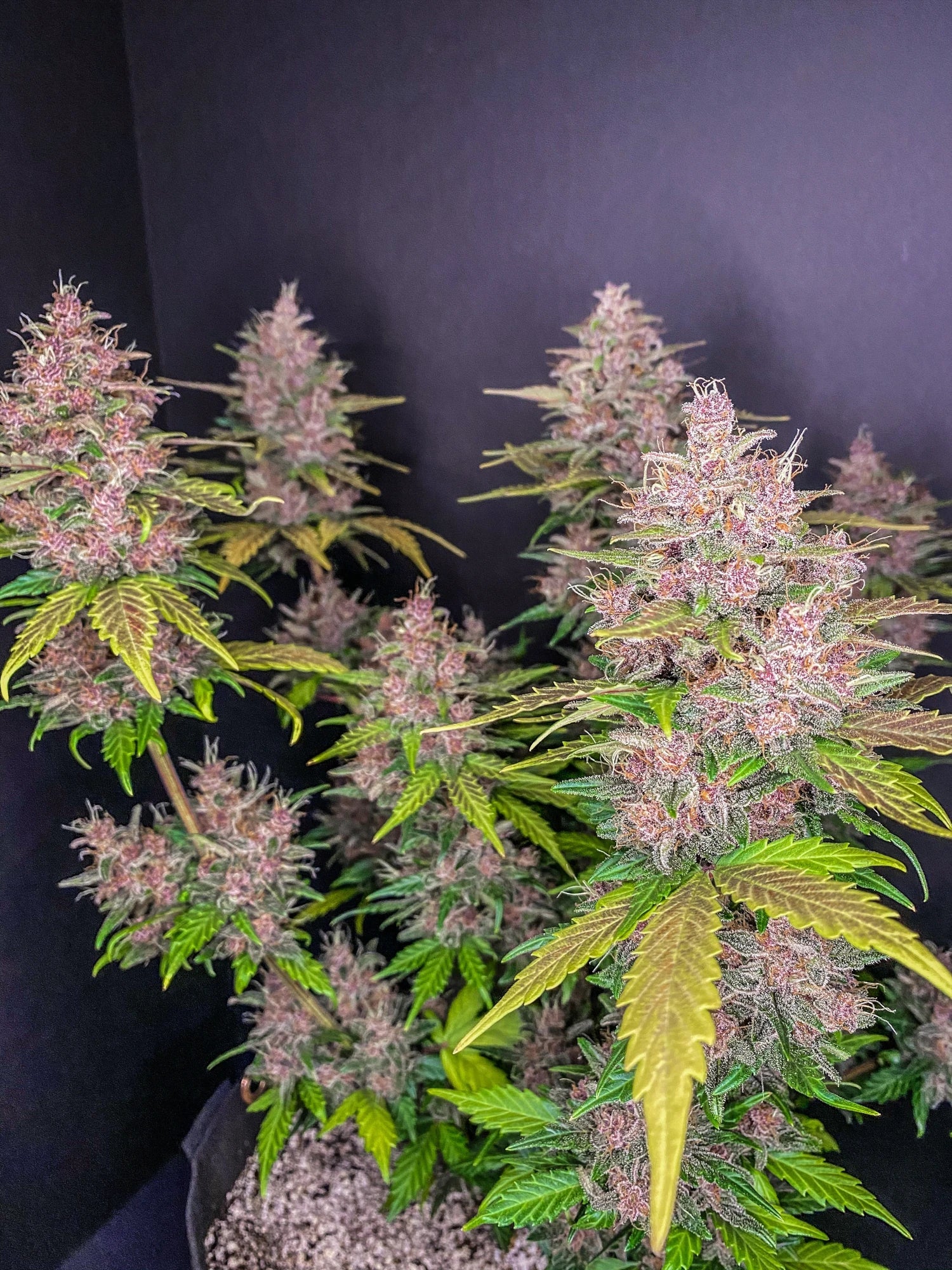 Graines de LSD-25 Auto by FastBuds