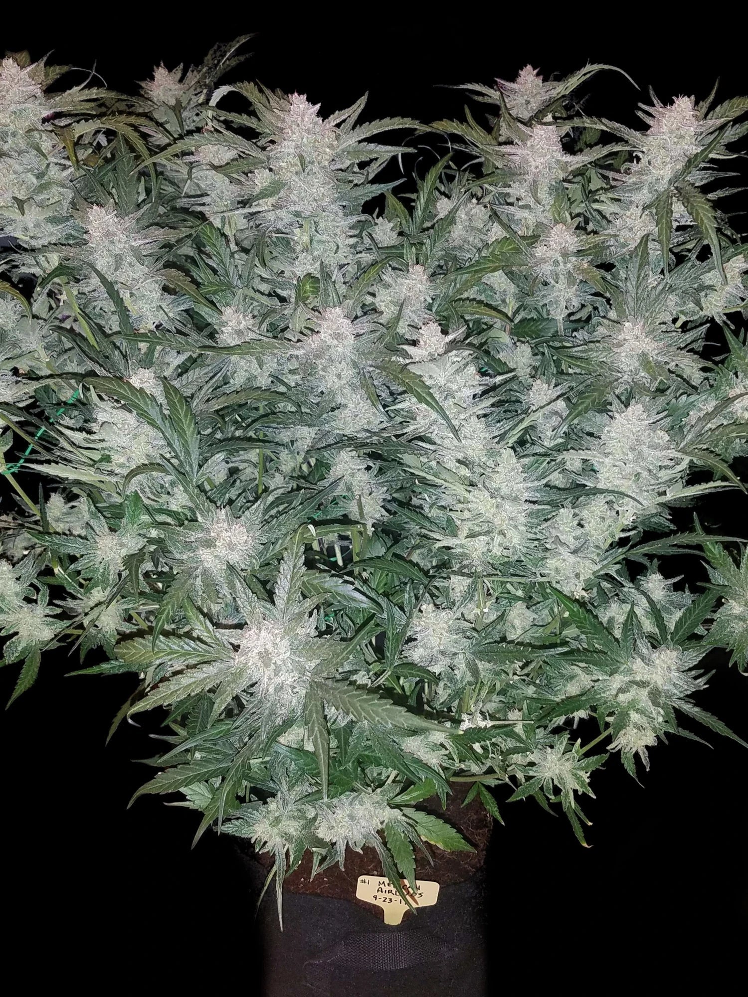 Graines de Mexican Airlines Auto by FastBuds