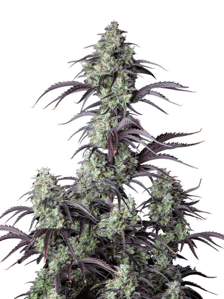 Graines de Mimosa Cake Auto by FastBuds