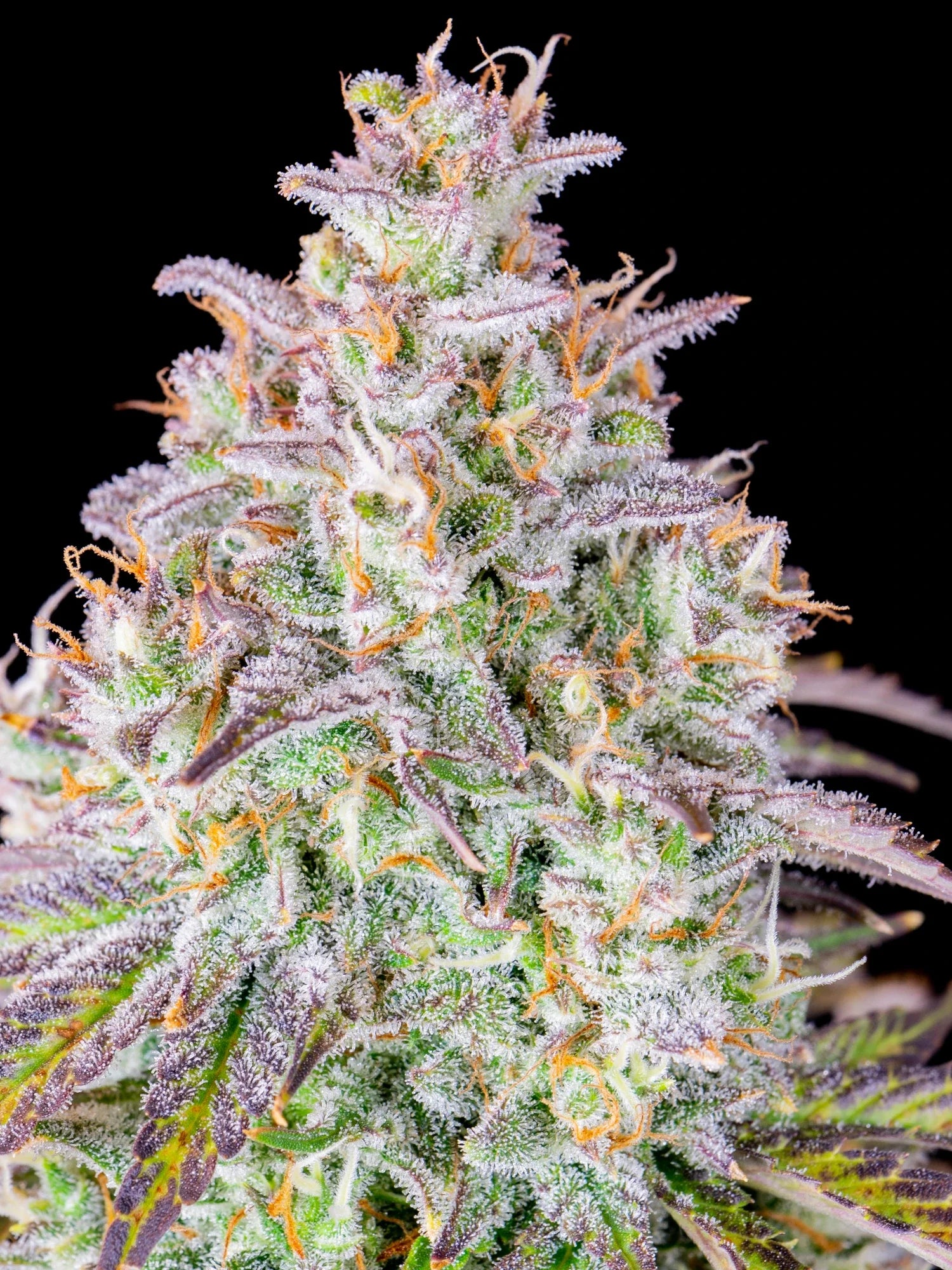 Graines de Mimosa Cake Auto by FastBuds