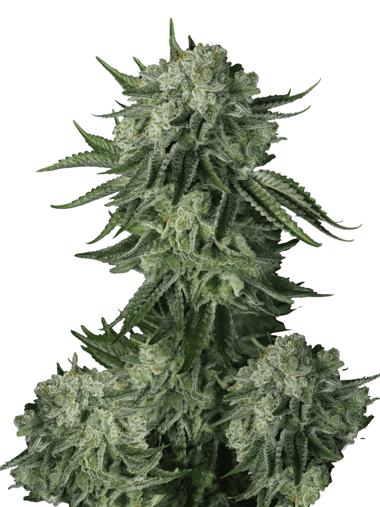 Graines de Moby Dick Auto by FastBuds