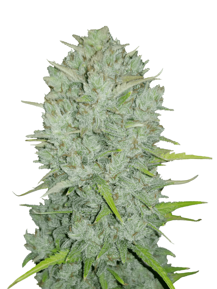 Graines de Northern Lights Auto by FastBuds