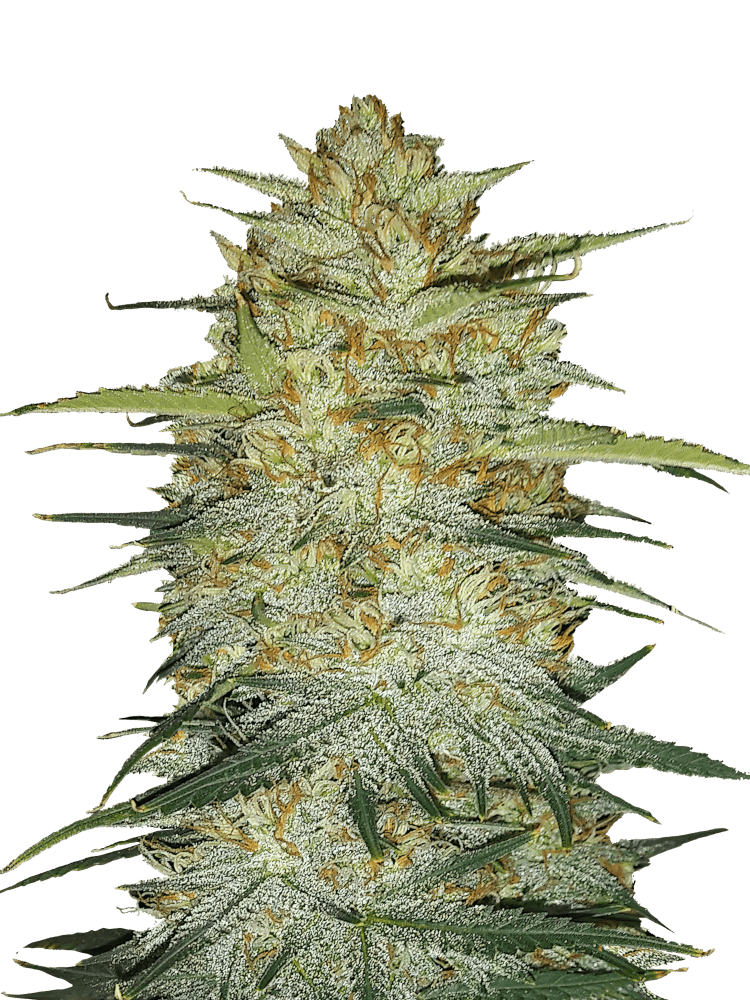 Graines de OG Kush Auto by FastBuds