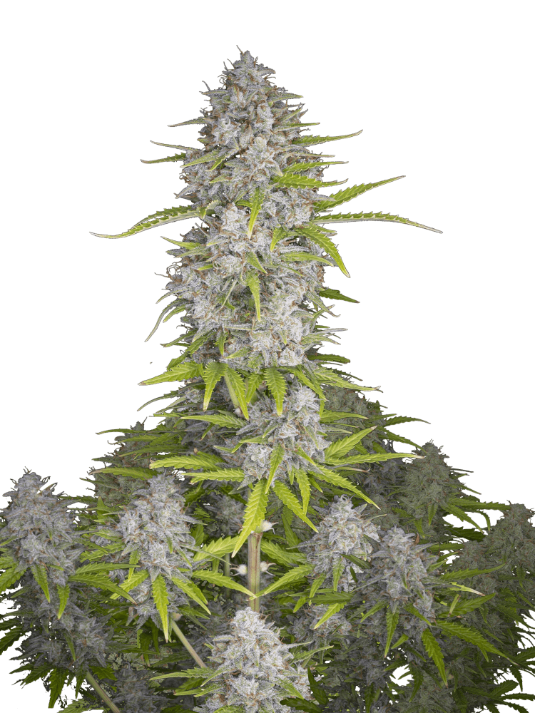 Graines de Orange Sherbet Auto by FastBuds