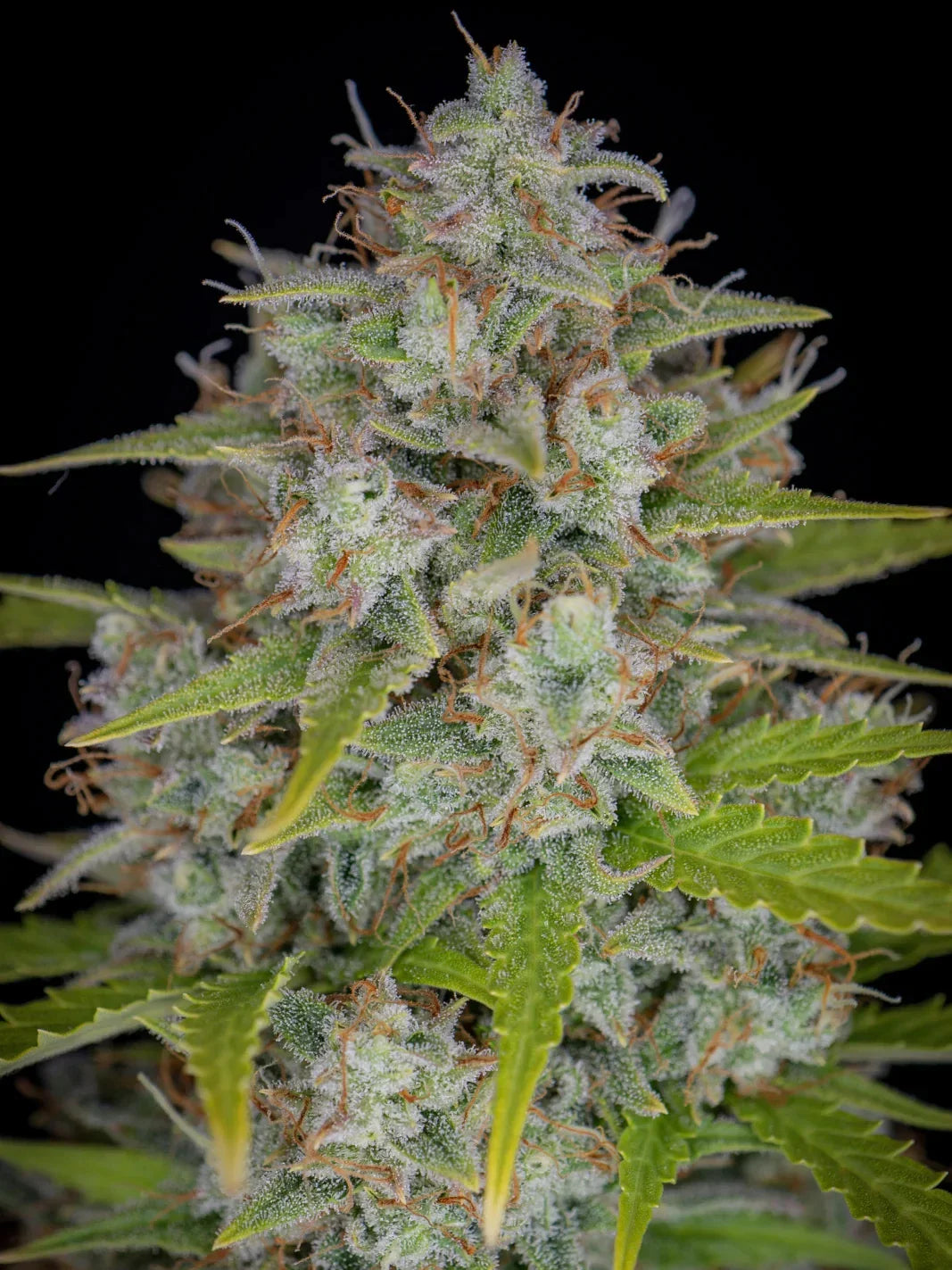 Graines de Orange Sherbet Auto by FastBuds