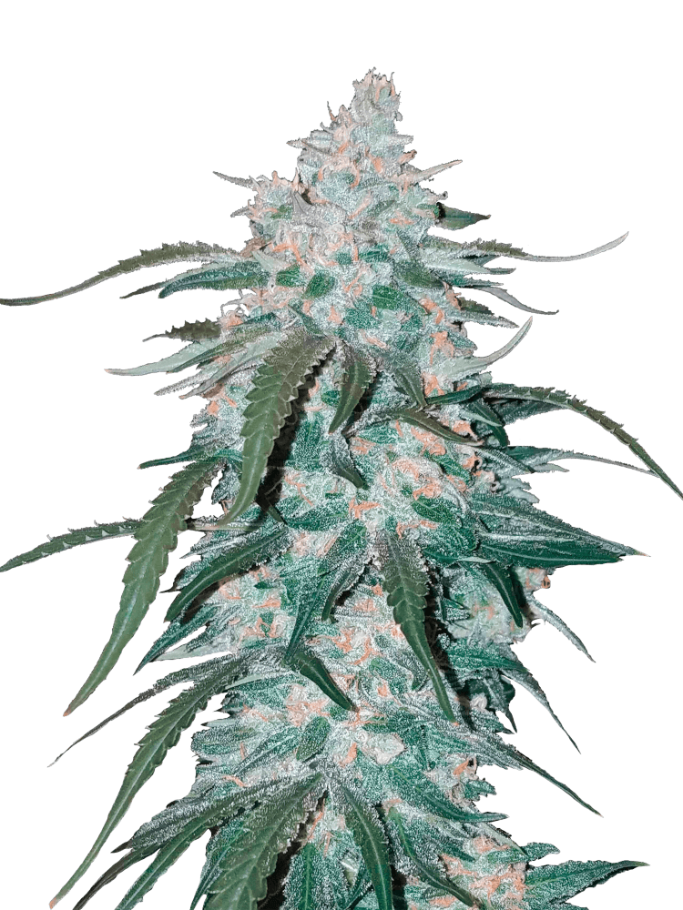 Graines de Pineapple Express Auto by FastBuds