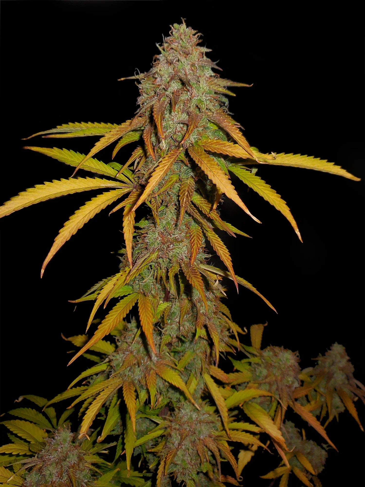 Graines de Pineapple Express Auto by FastBuds