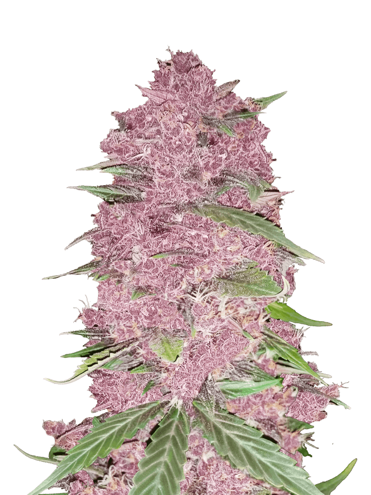 Graines de Purple Lemonade Auto by FastBuds