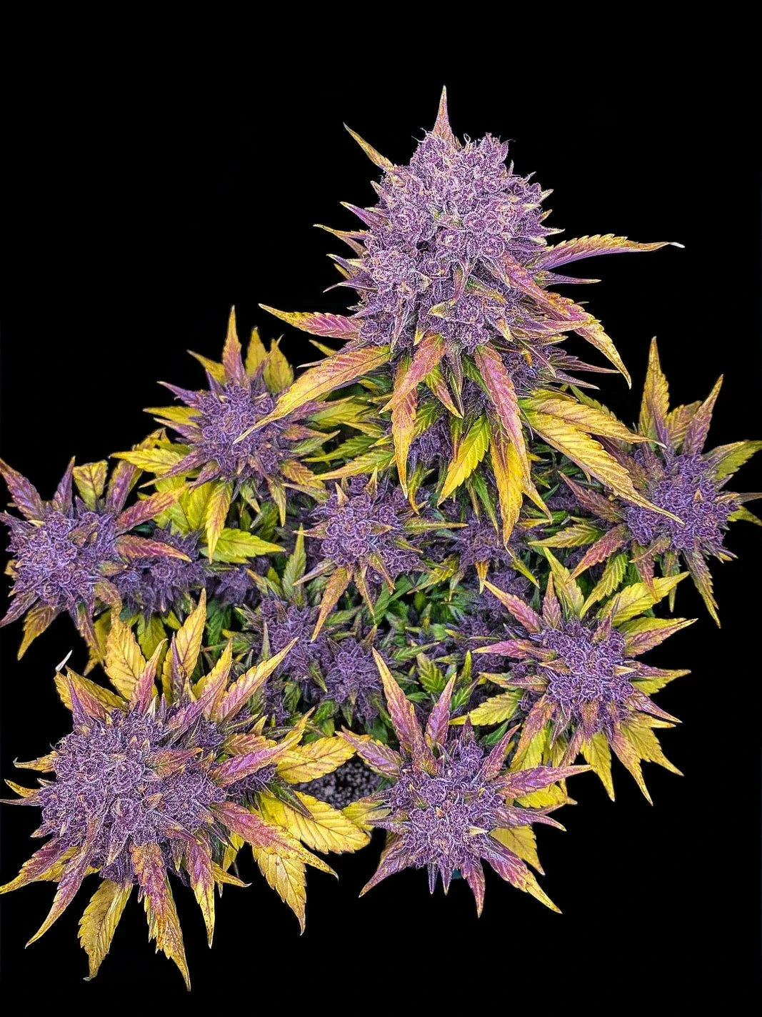 Graines de Purple Lemonade Auto by FastBuds