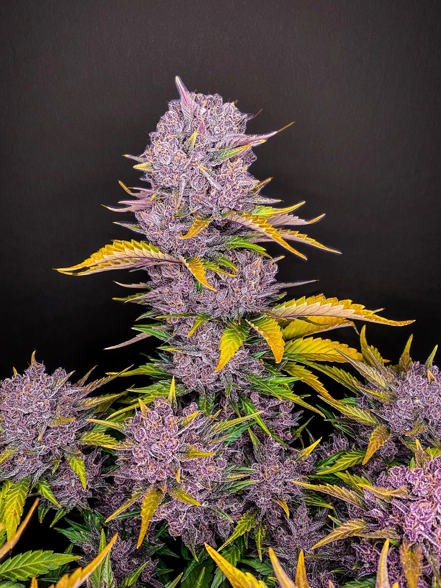 Graines de Purple Lemonade Auto by FastBuds