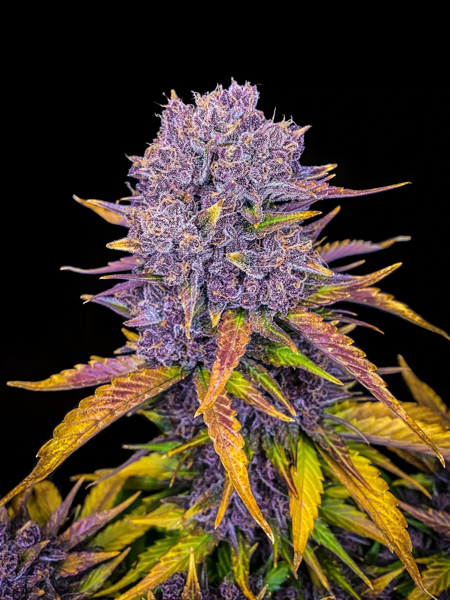 Graines de Purple Lemonade Auto by FastBuds