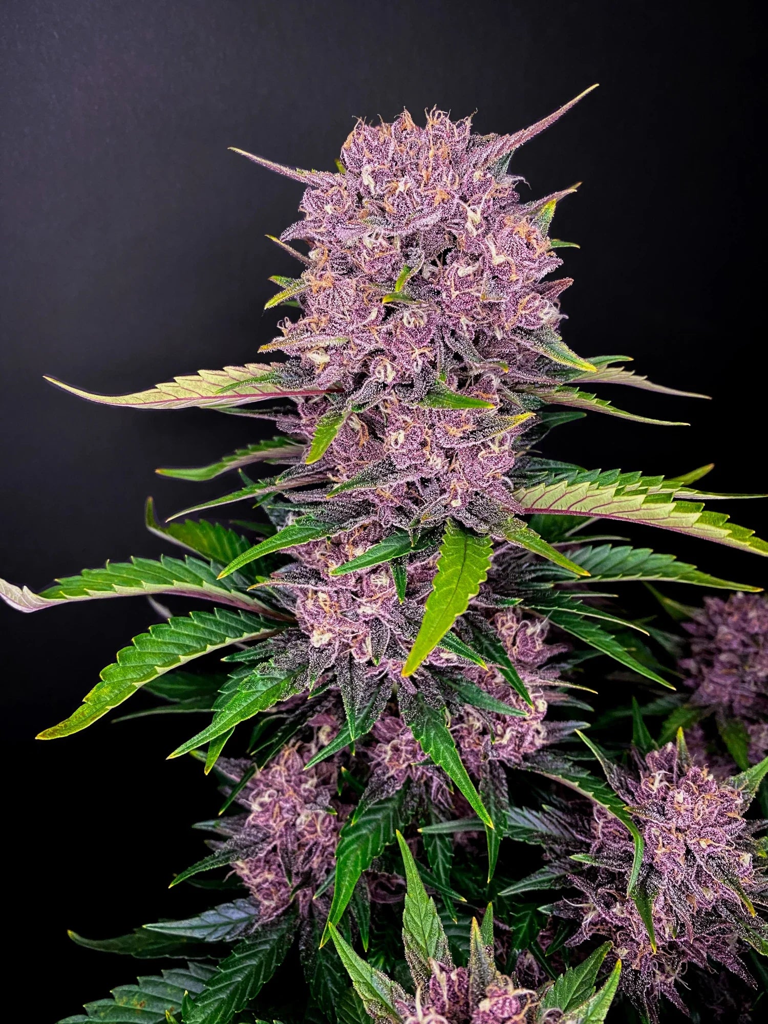 Graines de Purple Lemonade Auto by FastBuds