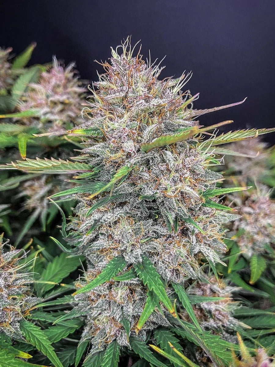 Graines de Purple Lemonade Auto by FastBuds