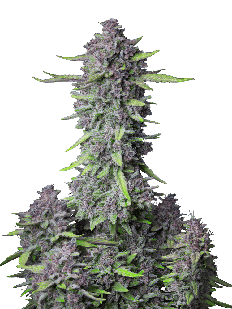 Graines de Purple Punch Auto by FastBuds