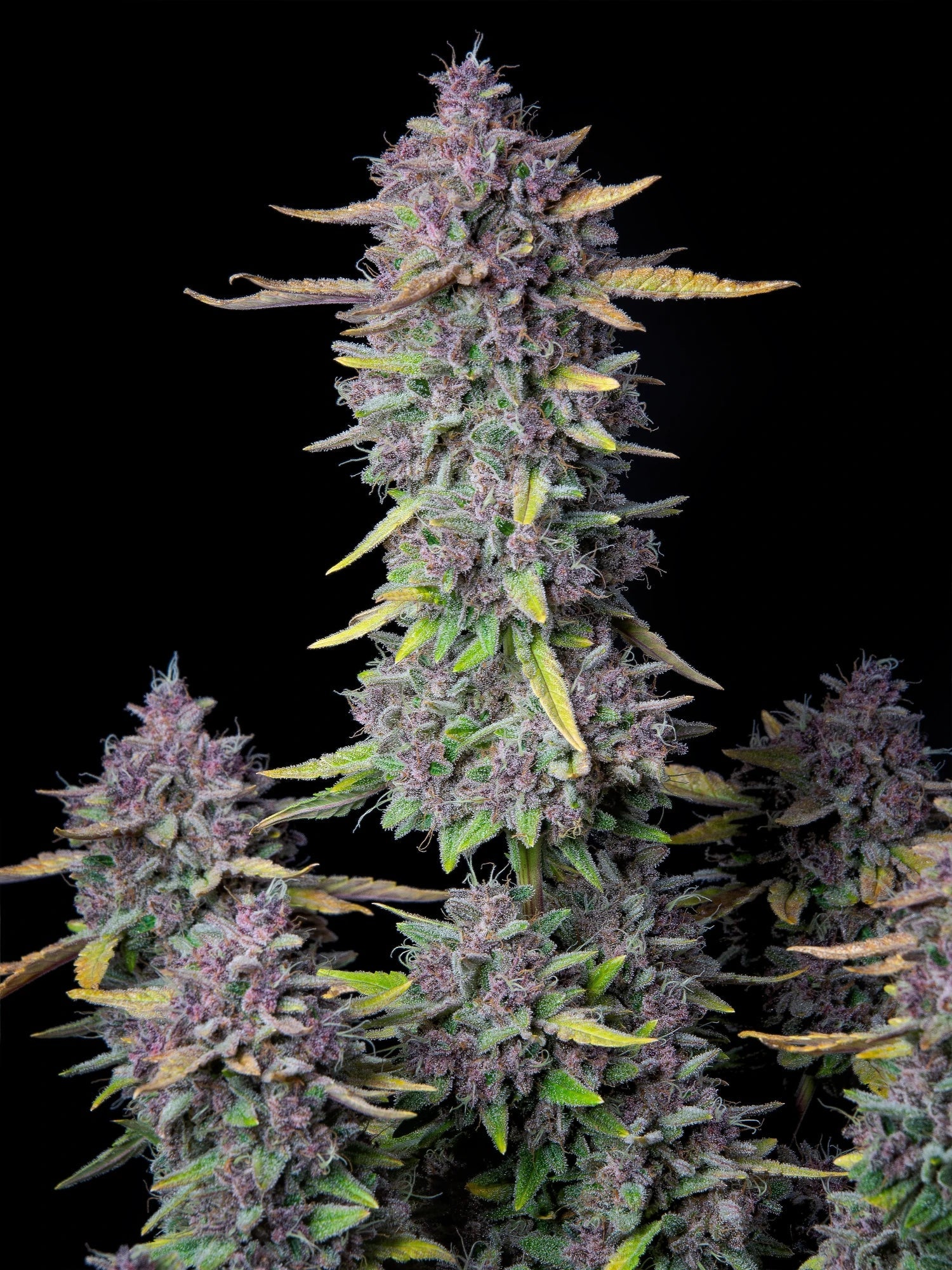 Graines de Purple Punch Auto by FastBuds