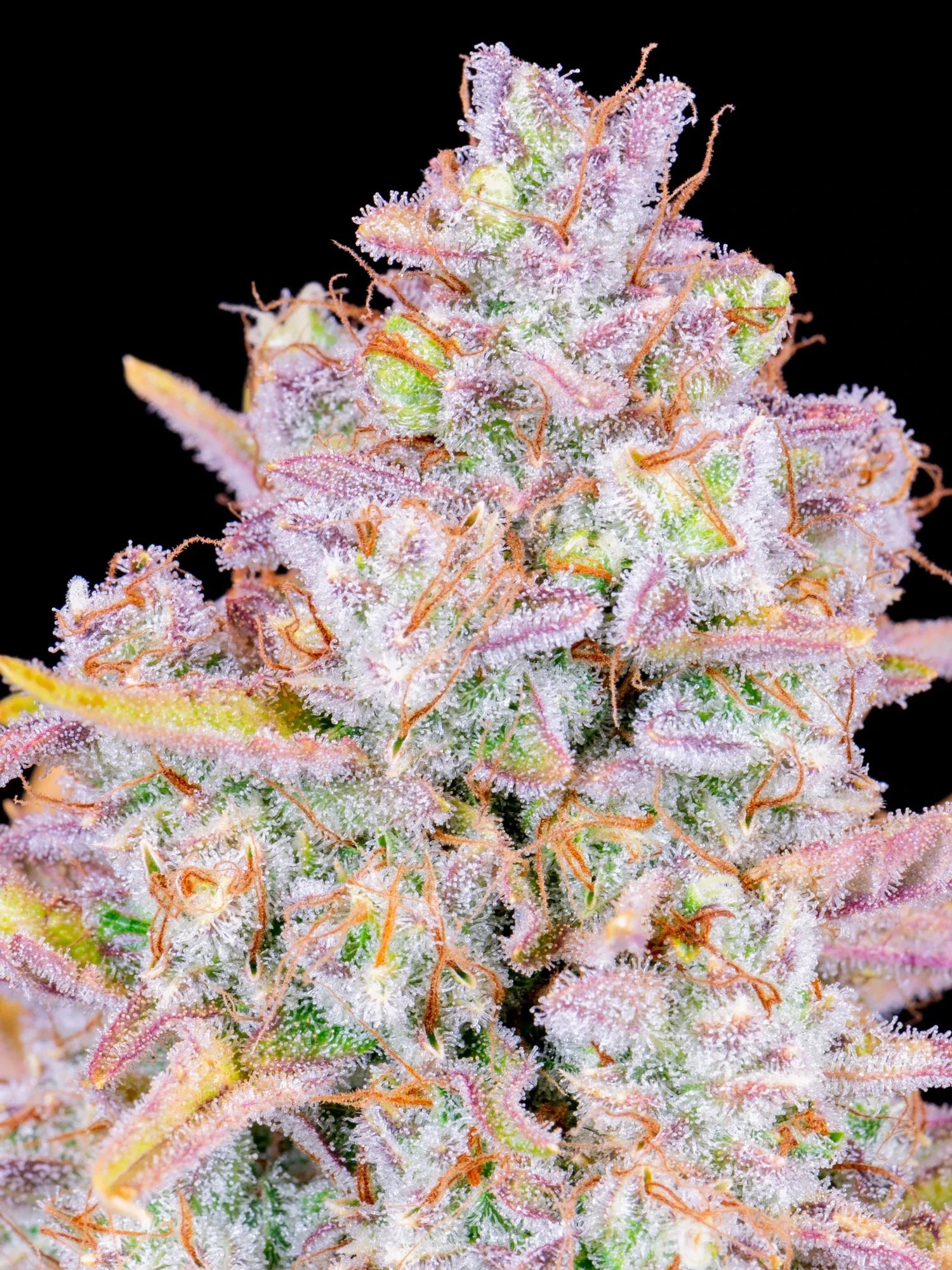 Graines de Purple Punch Auto by FastBuds