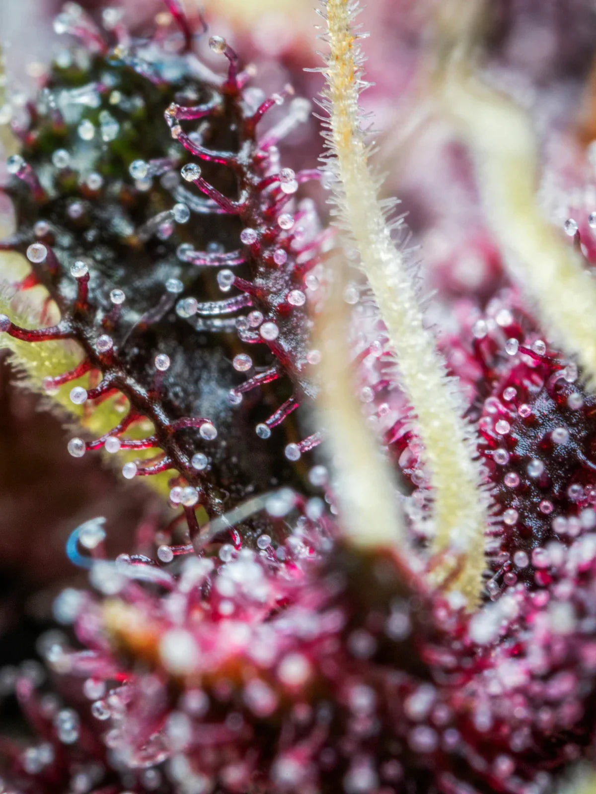 Graines de Purple Punch Auto by FastBuds