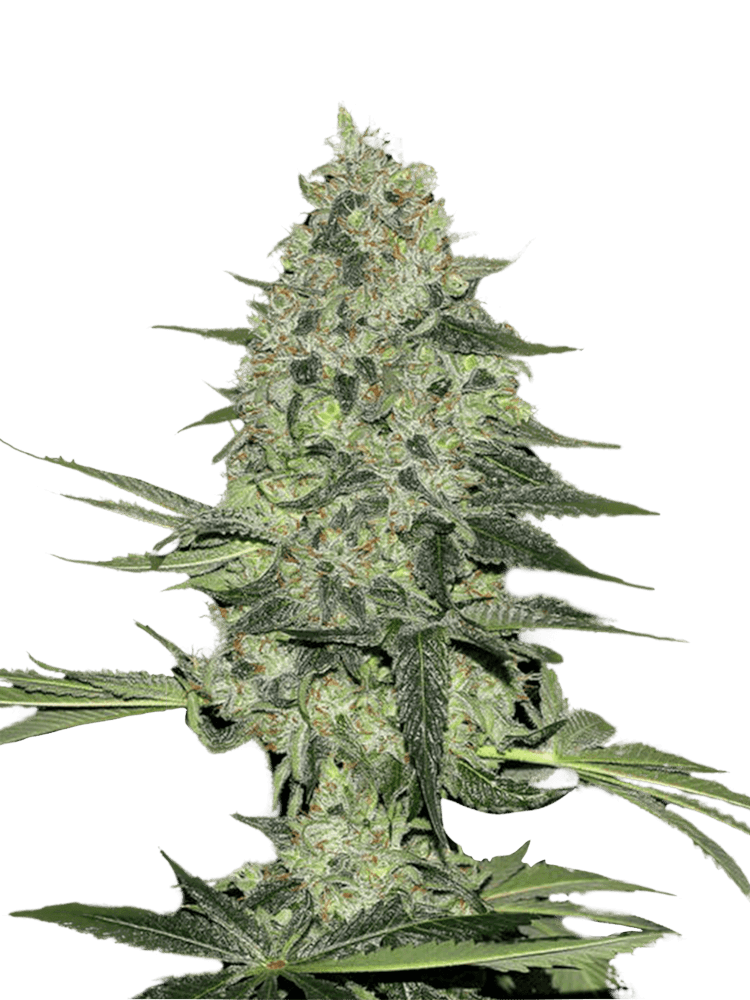 Graines de Rhino Ryder Auto by FastBuds