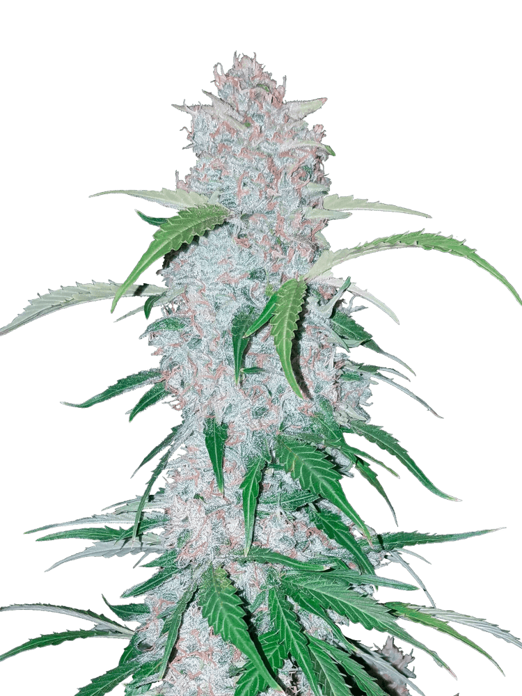 Graines de Six Shooter Auto by FastBuds