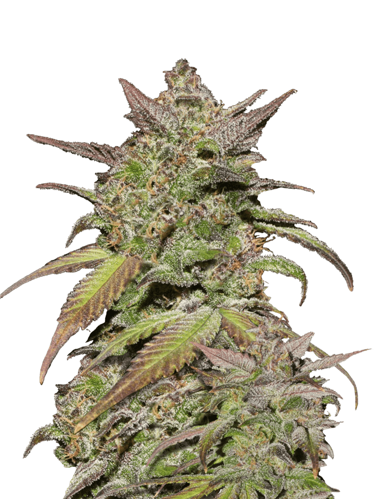 Graines de Smoothie Auto by FastBuds