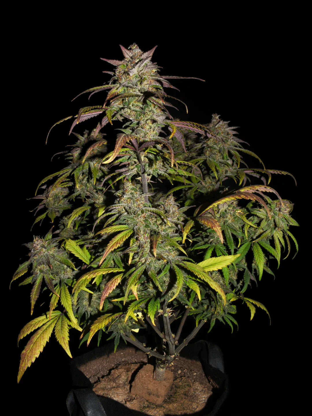 Graines de Smoothie Auto by FastBuds