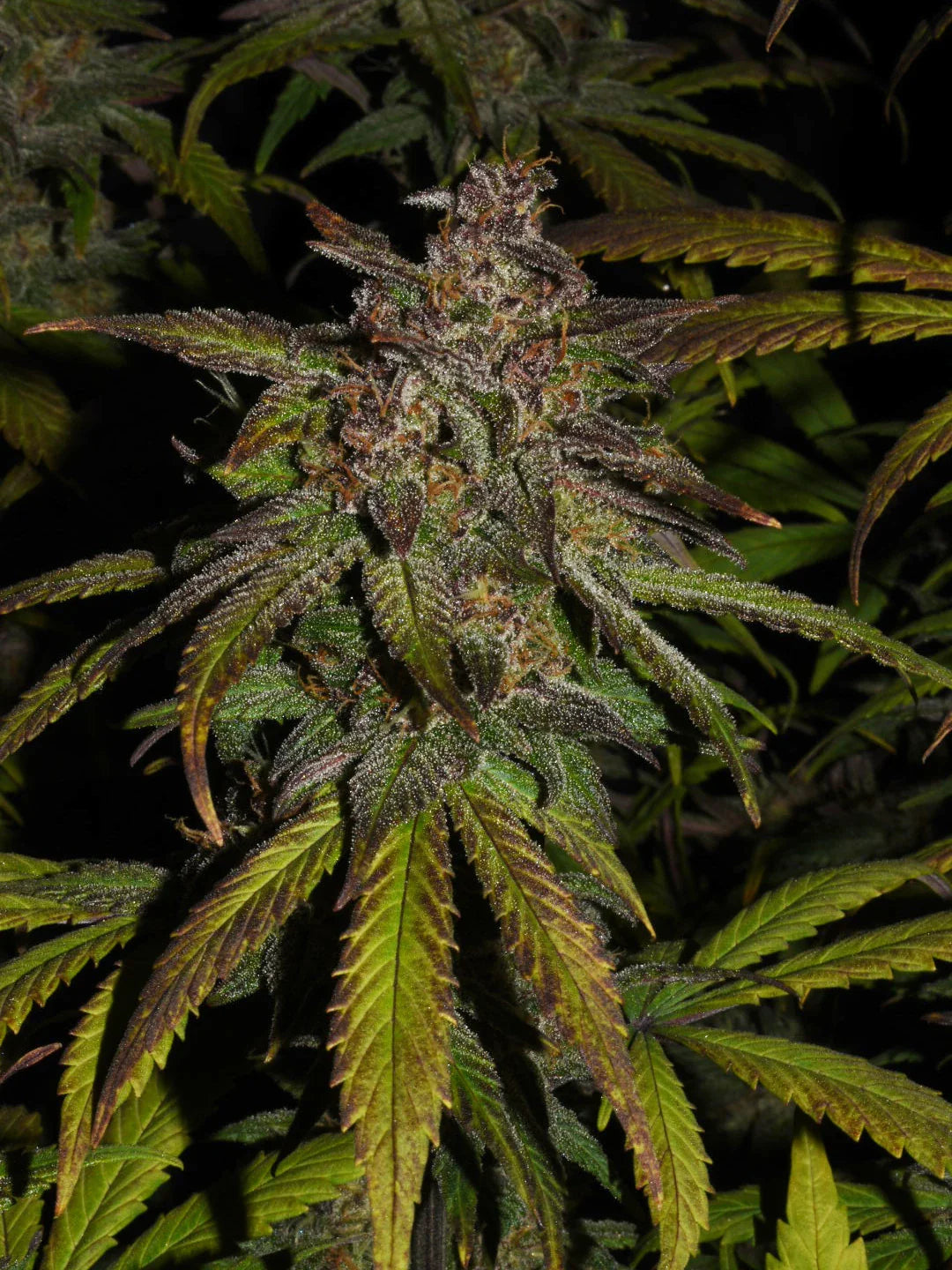 Graines de Smoothie Auto by FastBuds