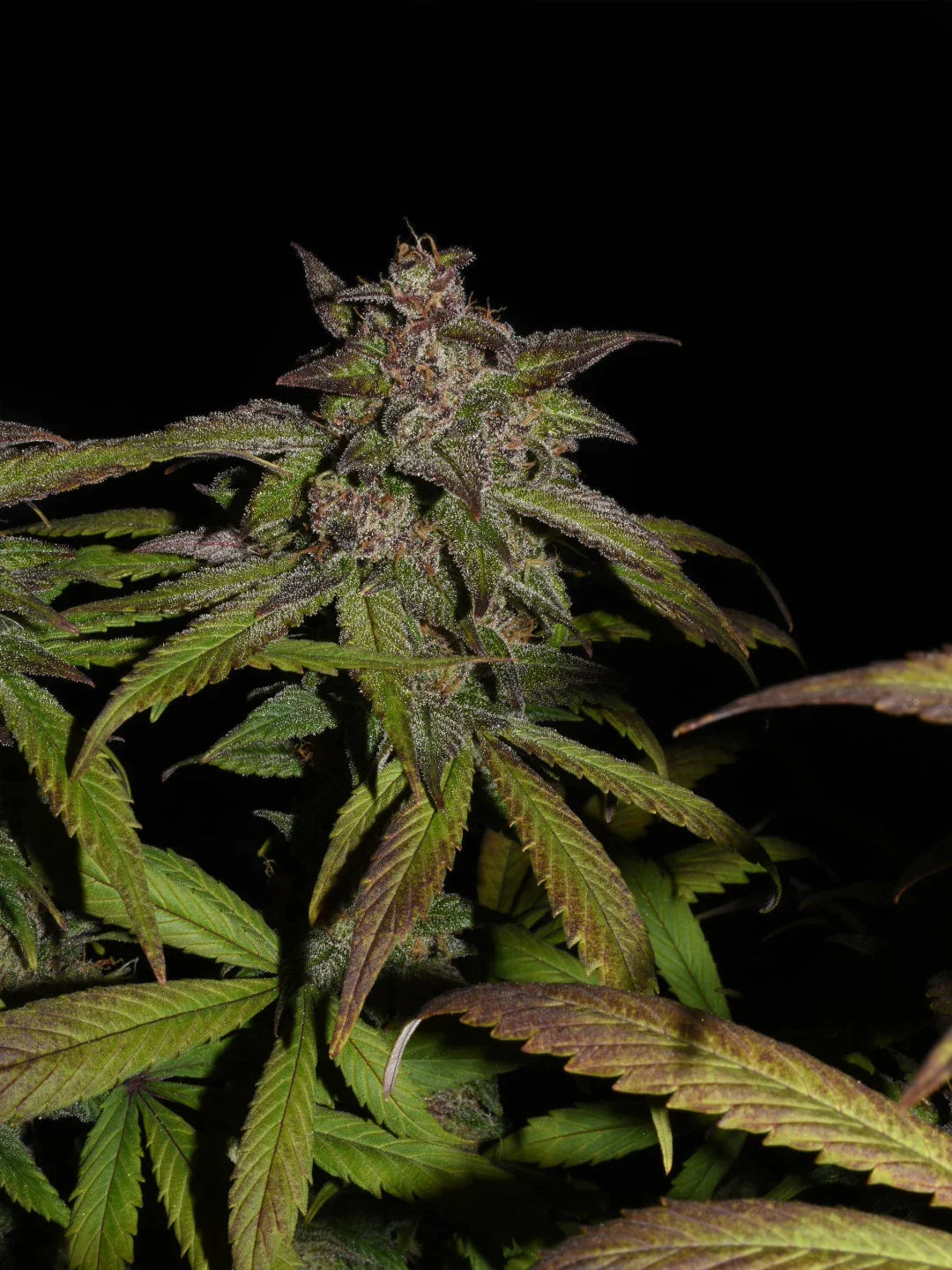 Graines de Smoothie Auto by FastBuds