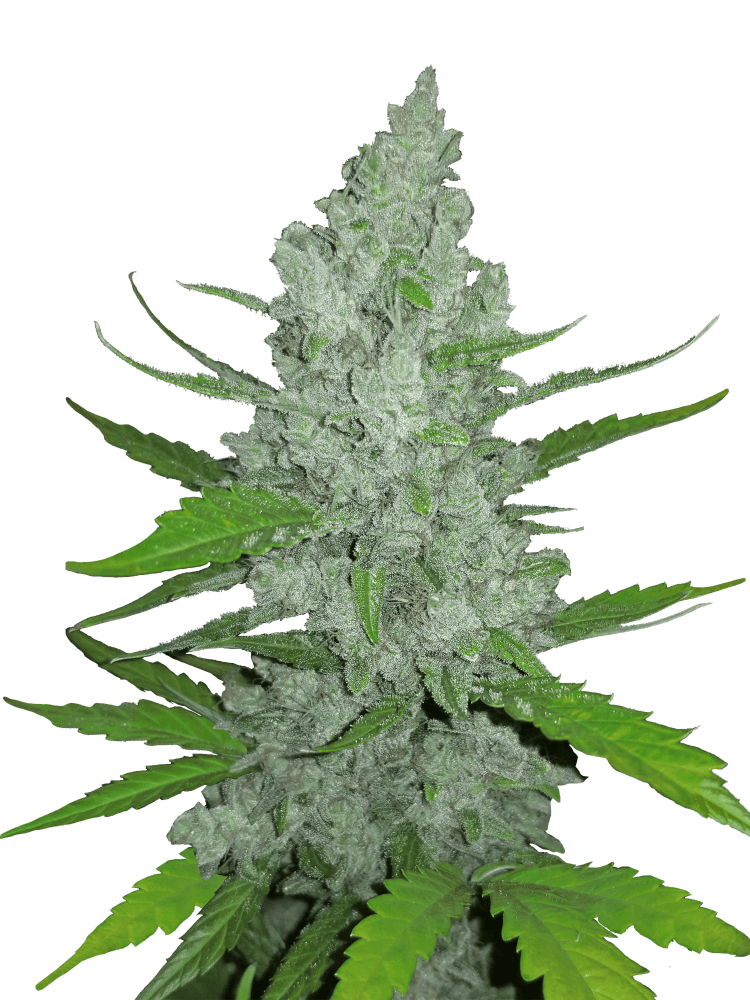 Graines de Sour Diesel Auto by FastBuds