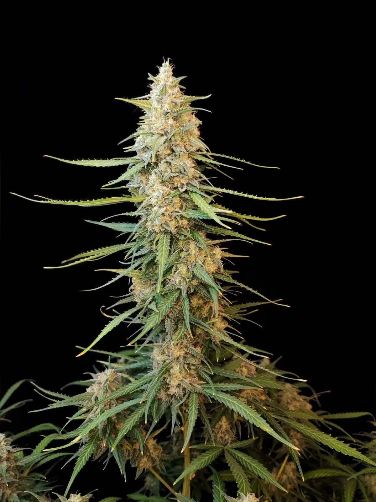 Graines de Sour Diesel Auto by FastBuds