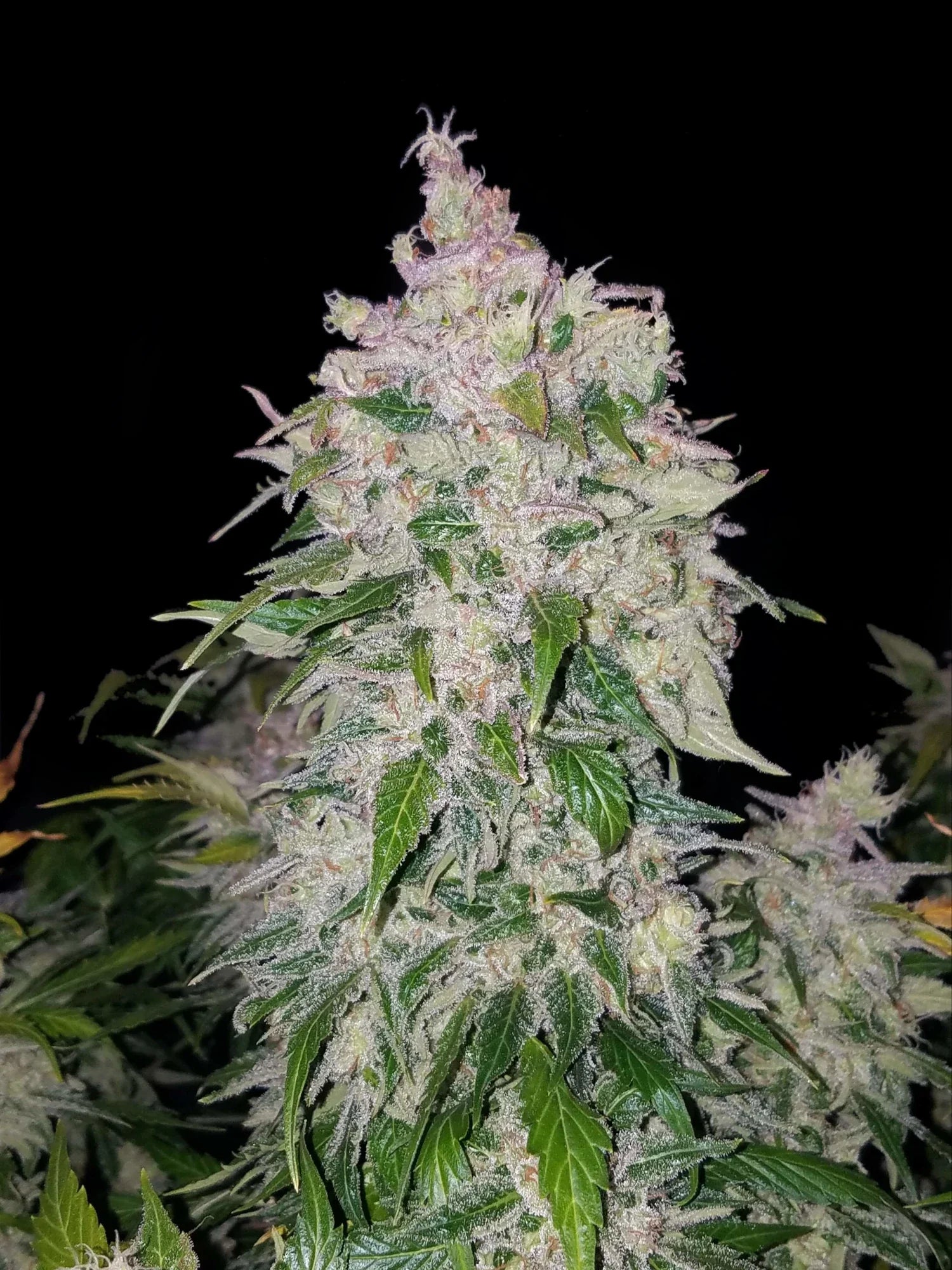 Graines de Stardawg Auto by FastBuds