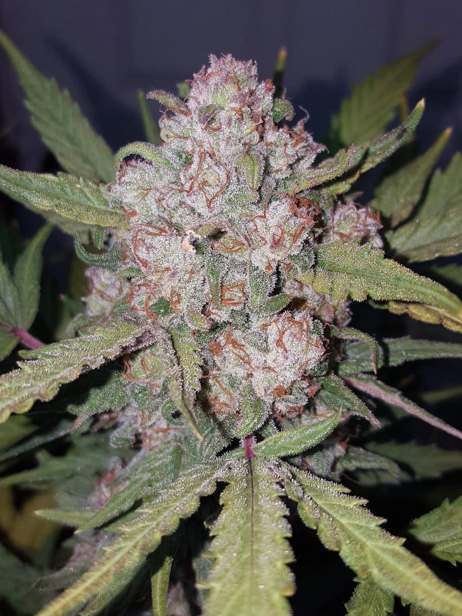 Graines de Stardawg Auto by FastBuds